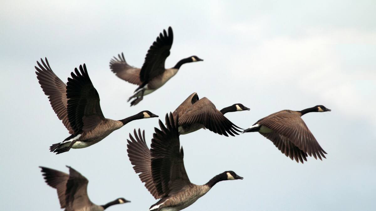 Aves, pájaros, vuelo, ciencia. Foto: Unsplash