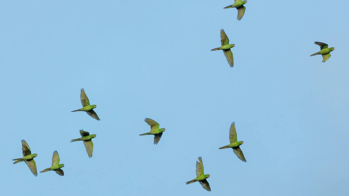 Aves, pájaros, vuelo, ciencia. Foto: Unsplash
