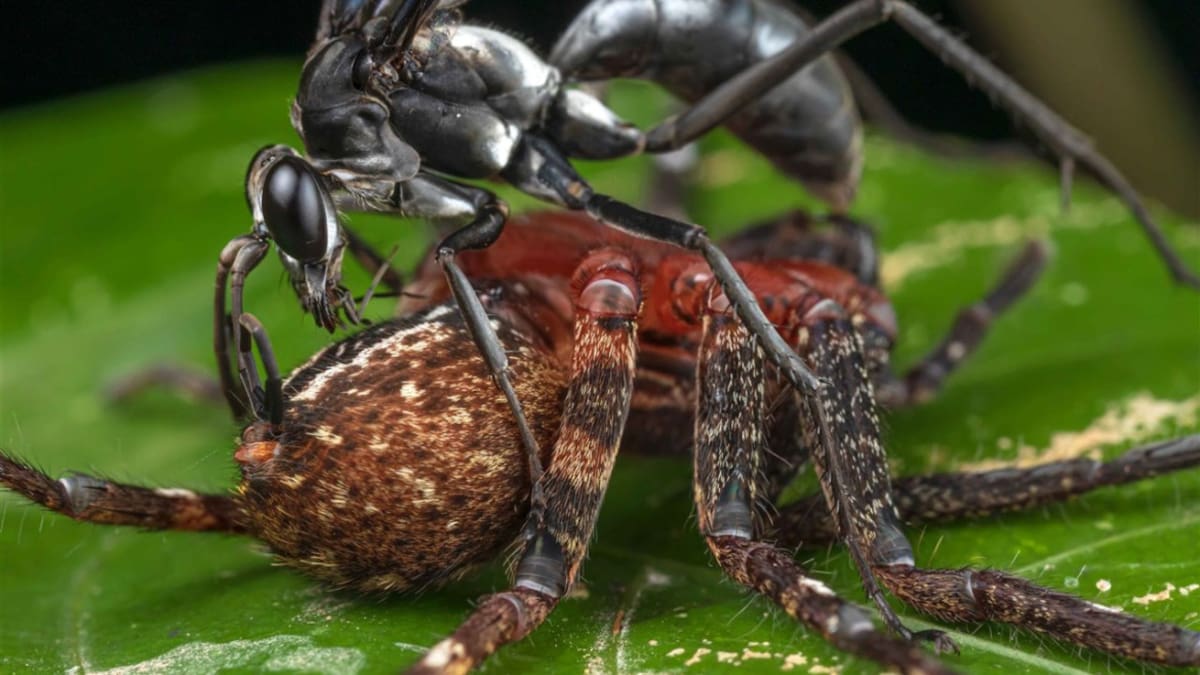 Avispa caza araña. Foto: National Geographic.