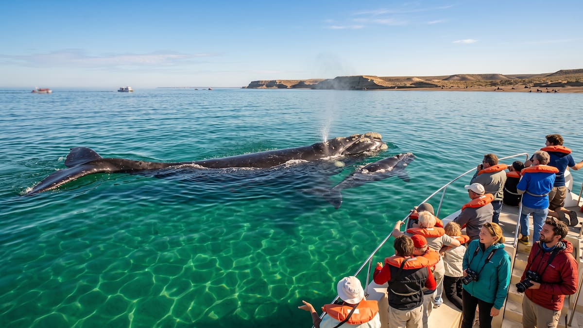 La Patagonia argentina vive su mejor momento para ver ballenas: cuánto cuesta hacer el avistaje en Chubut