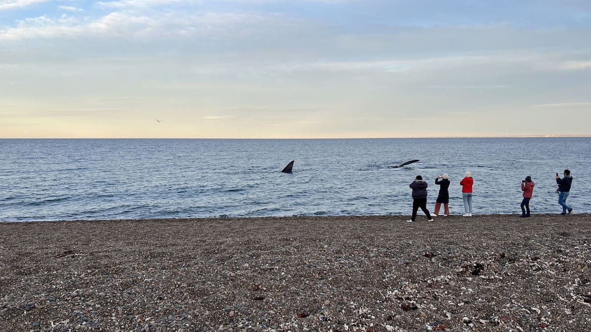 Avistaje de ballenas. Foto: Pato Daniele.