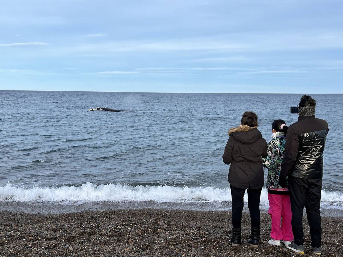 Avistaje de ballenas en El Doradillo, Puerto Madryn, Chubut. Foto: Pato Daniele
