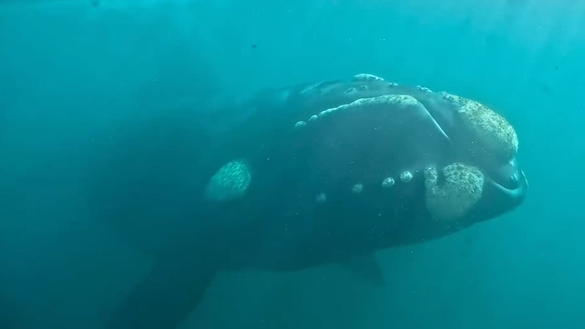 Temporada de ballenas en Chubut: cuánto sale el avistaje a bordo del famoso submarino