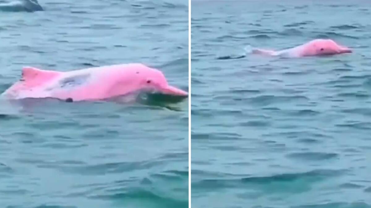 Avistamiento de delfines rosas.
