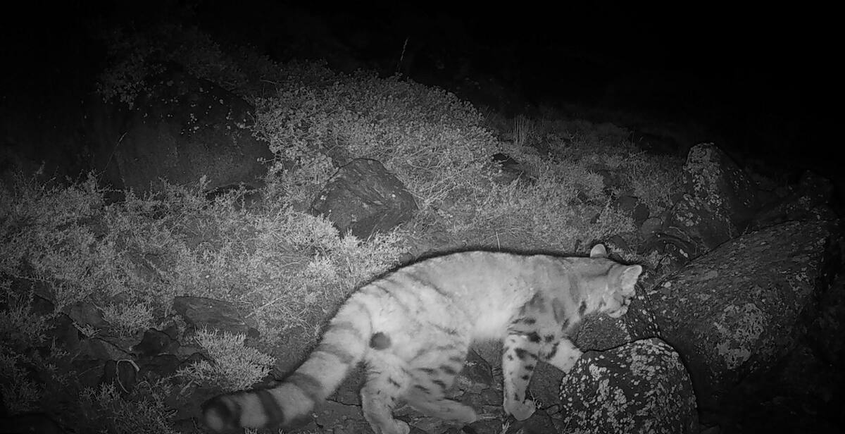 Avistamiento de Gato Andino. Foto: X