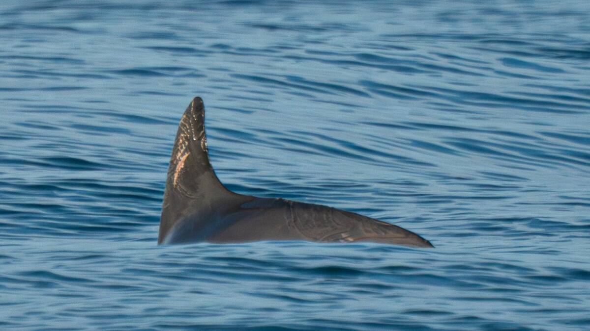 Avistamiento de una vaquita marina. Foto: Twitter OnceNoticiasTV