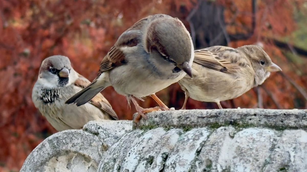 En 1871, Argentina soltó cientos de gorriones para combatir insectos: hoy viven en casi todo el país y desplazaron a aves nativas