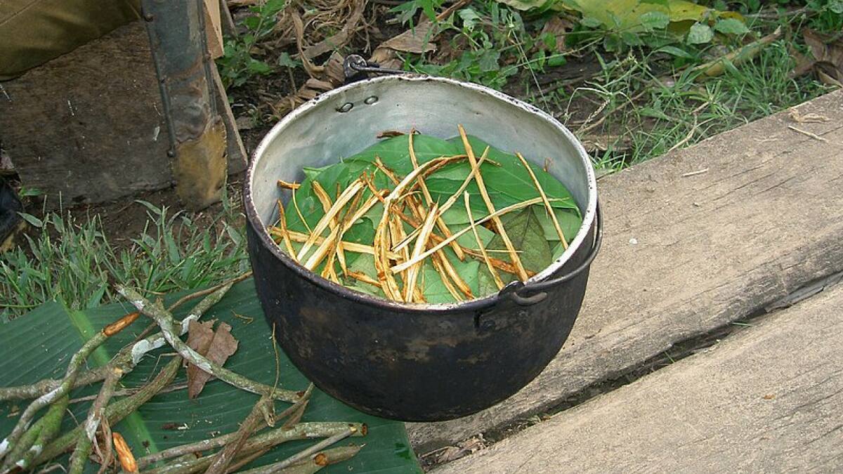 Ayahuasca. Foto: Wikipedia.