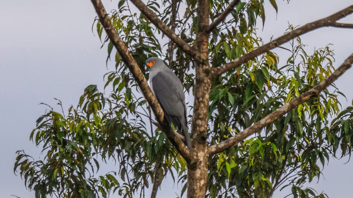 Imagen ilustrativa. El “árbol cazapájaros”: por qué sus semillas pueden condenar a las aves a morir. Foto: Tom Vierus.