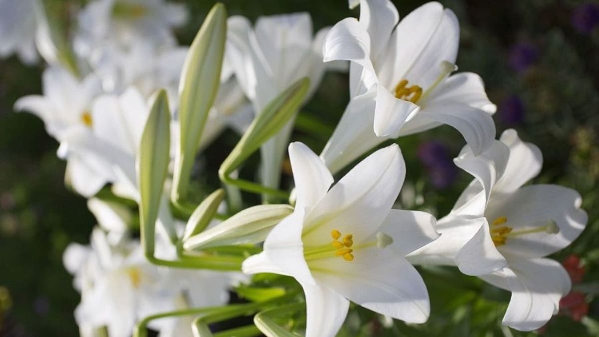 Guía rápida y fácil de azucenas: cómo cuidar la planta de flores coloridas y perfumadas