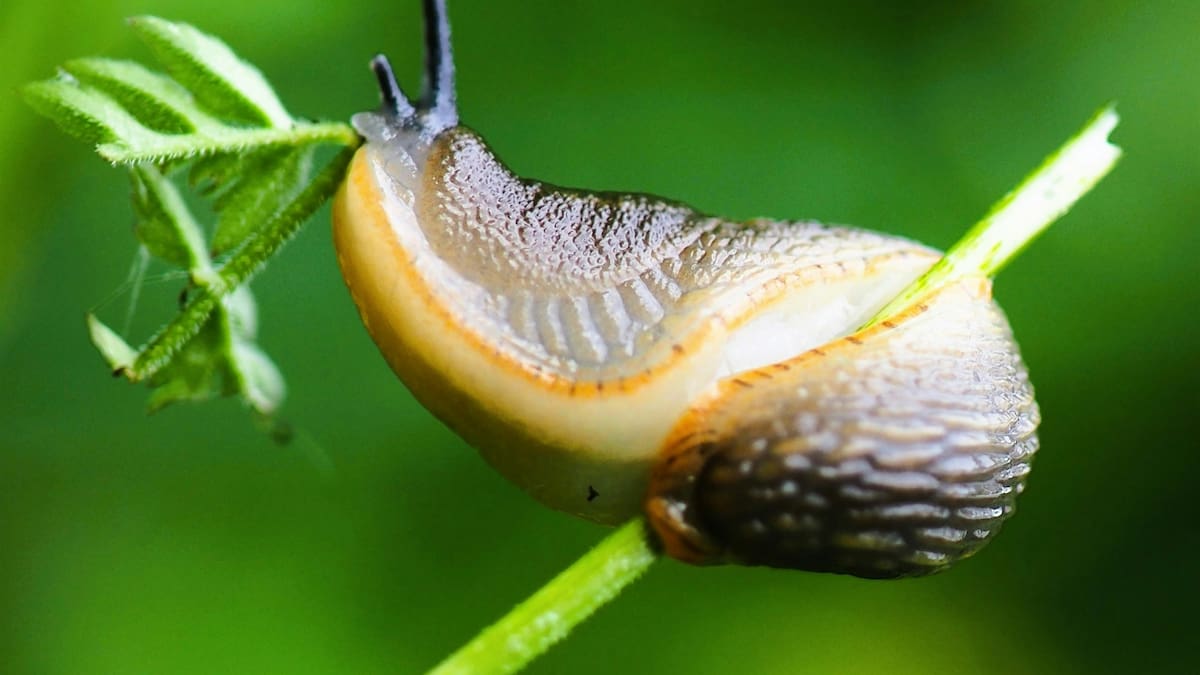 ¿Cómo ahuyentar las babosas del jardín?