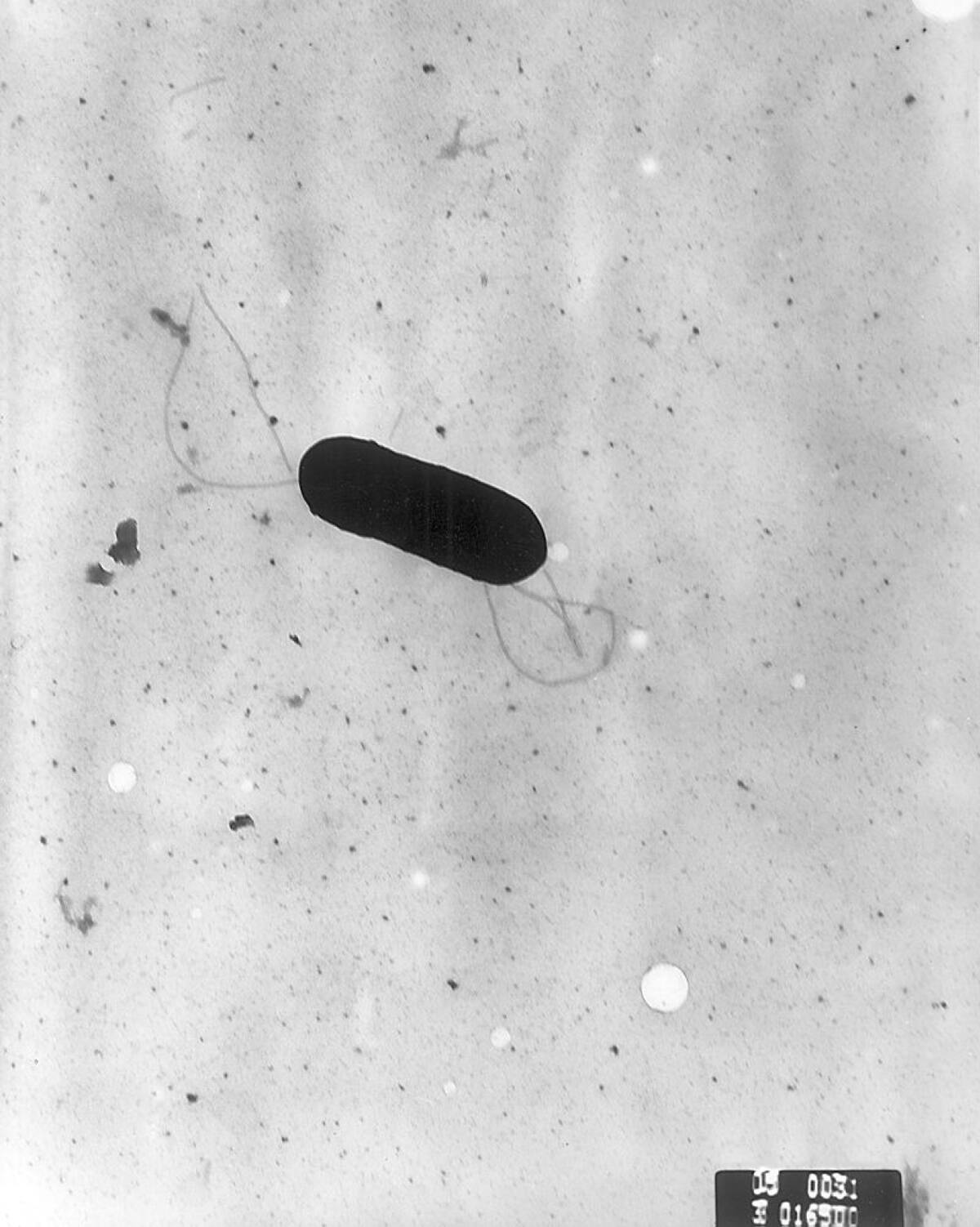 Bacteria Listeria monocytogenes. Foto: Wikipedia.