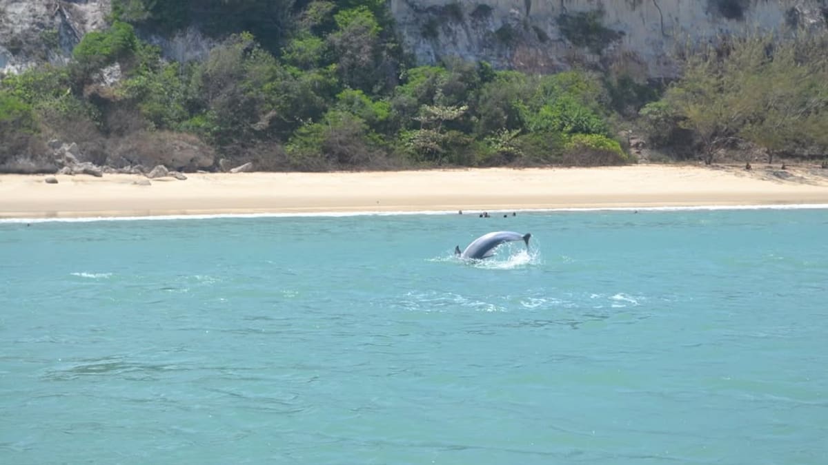 La playa de Brasil donde los delfines sorprenden en sus aguas.