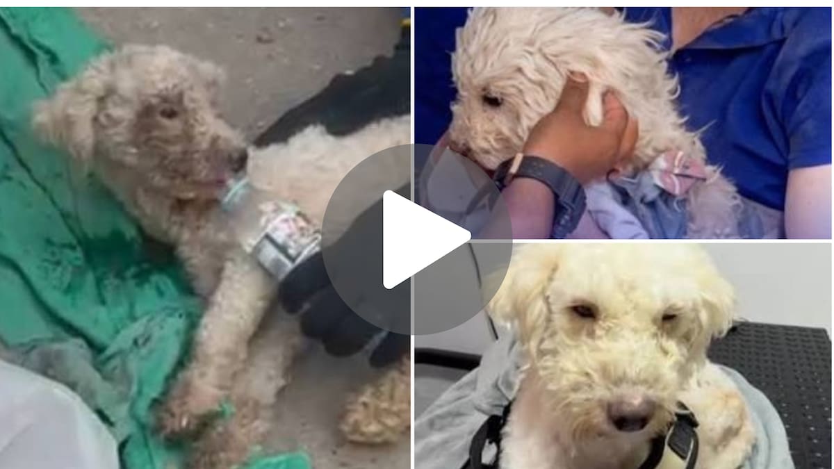 Emoción pura: así está hoy Bailey, el perro que rescataron tras pasar 29 días bajo los escombros por los terremotos en Venezuela