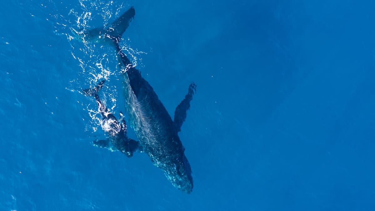 Dos reservas oceánicas se ampliaron recientemente: están en un país de Sudamérica que es líder en conservación a nivel mundial