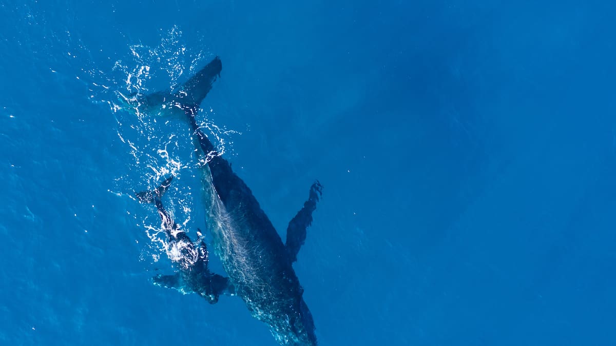 Hito histórico: una ballena azul sorprendió a turistas en Comodoro Rivadavia y el video emocionó a todos