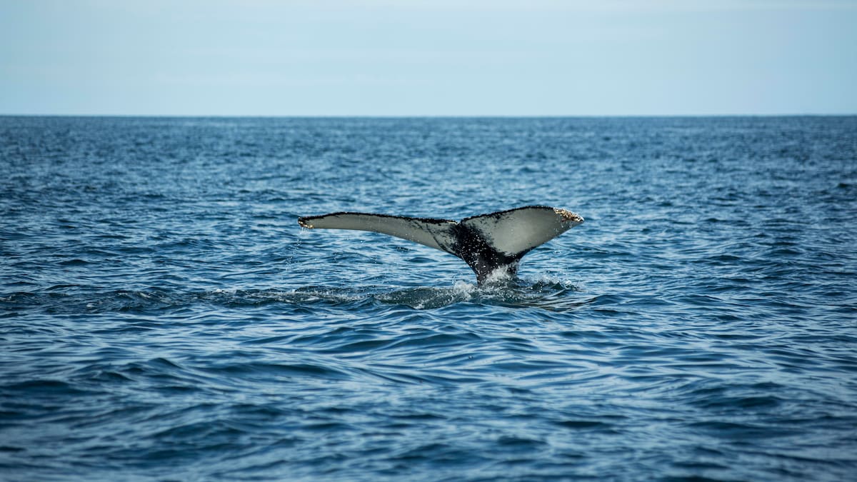 Hito histórico: una ballena azul sorprendió a turistas en Comodoro Rivadavia y el video emocionó a todos