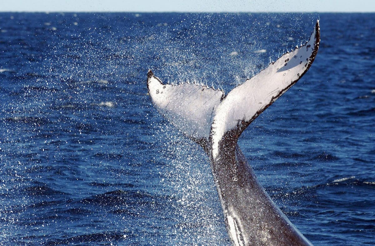 Ballena con aleta dorsal. Foto: EFE.