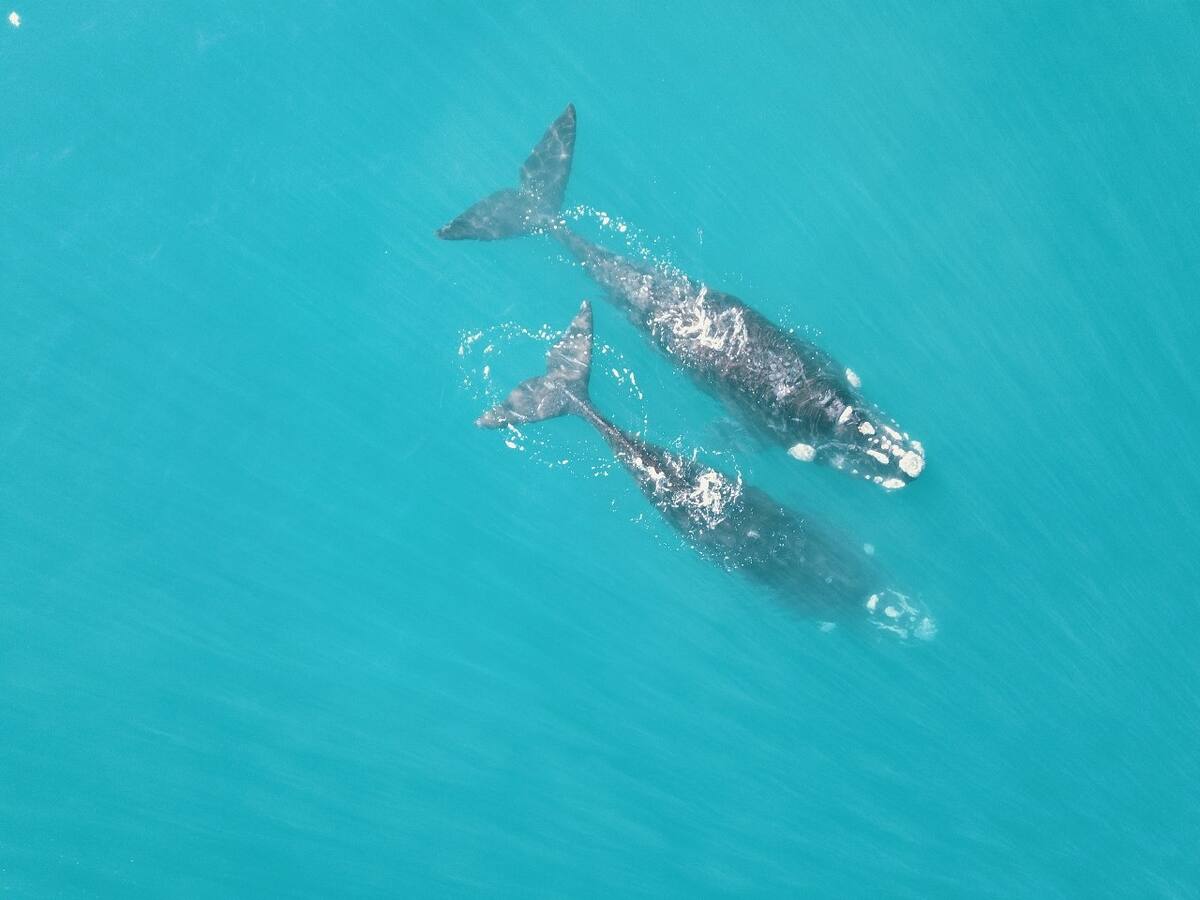 Ballena. Foto: Rewilding Argentina.