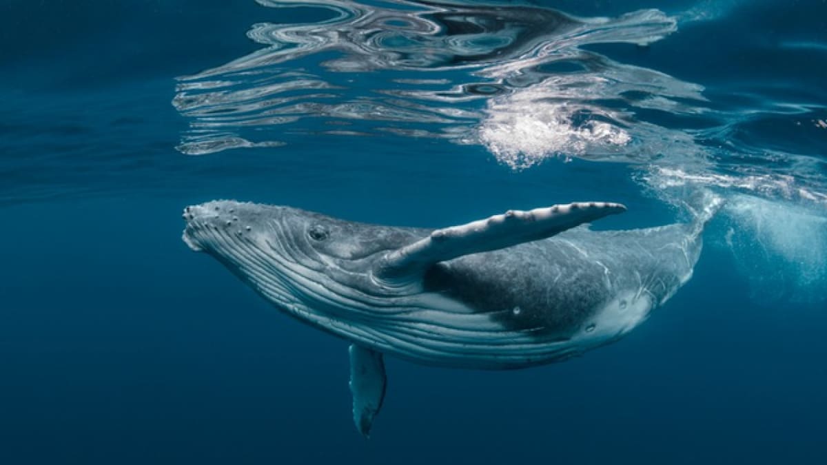 Ballena. Foto Twitter @datocurioso