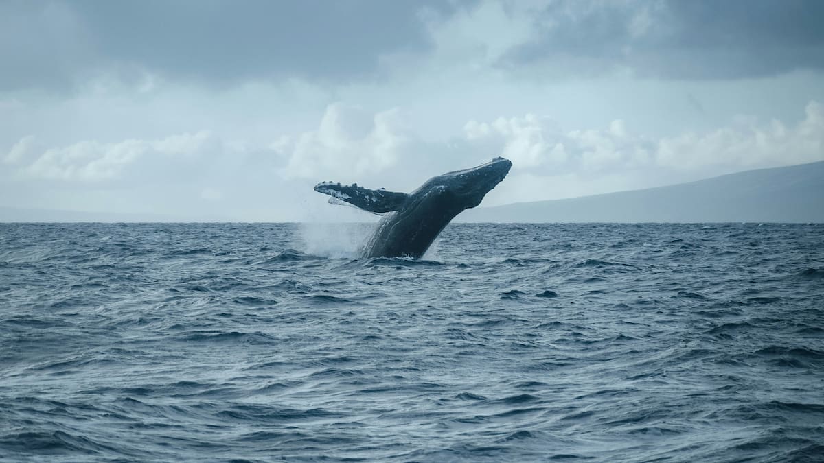 Ballena. Foto: Unsplash.