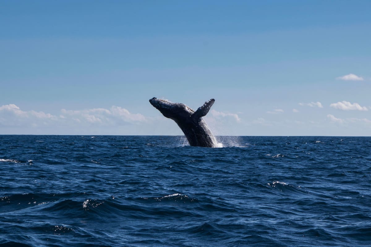 Ballena franca austral. Foto: Unsplash.
