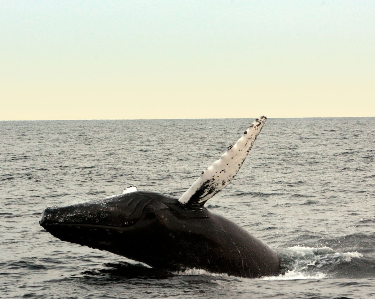 Ballena franca austral. Foto: Unsplash.