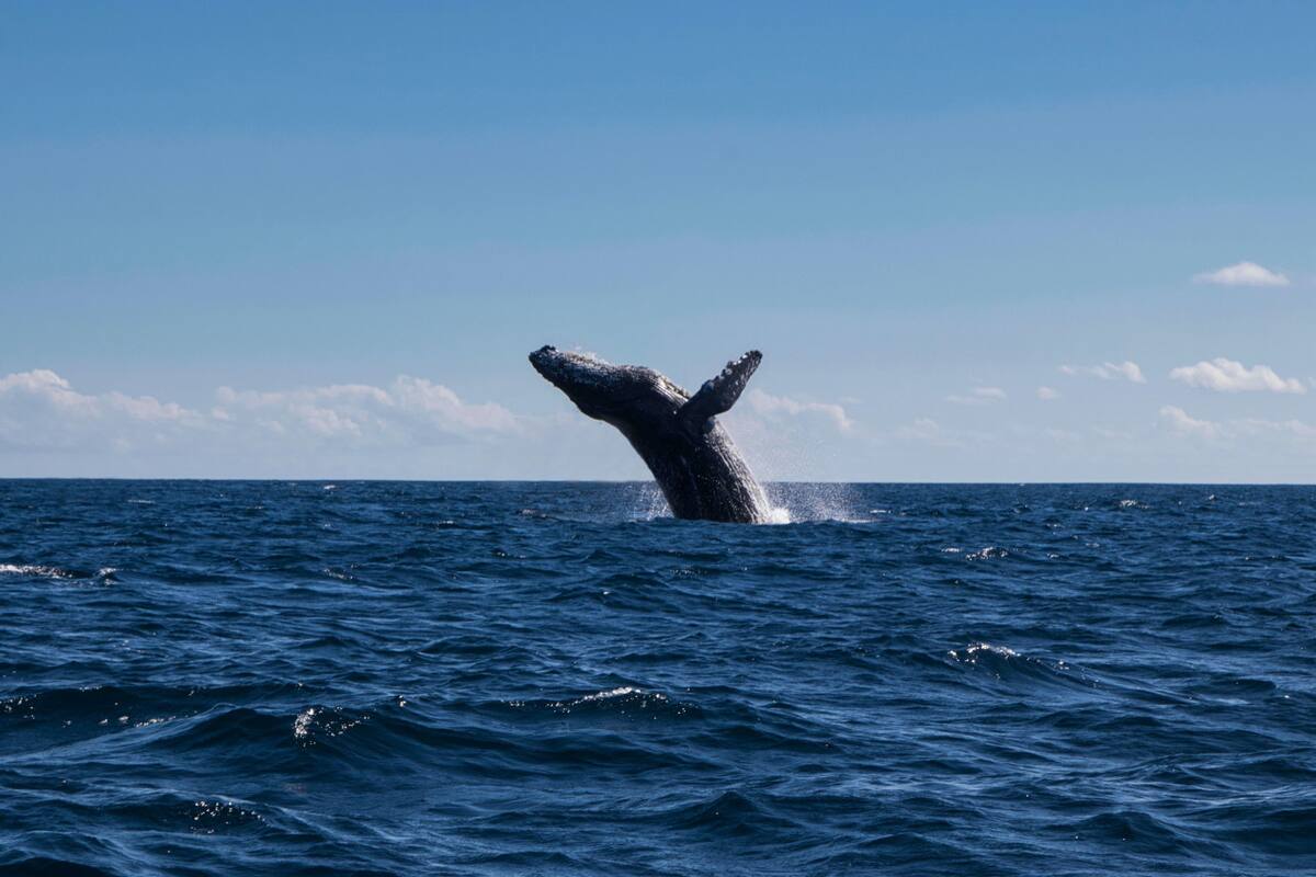 Ballena franca austral. Foto: Unsplash.