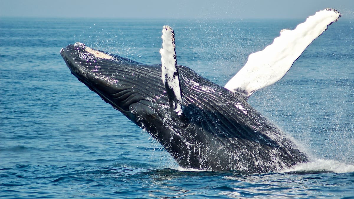 Ballena franca austral. Foto: Unsplash.