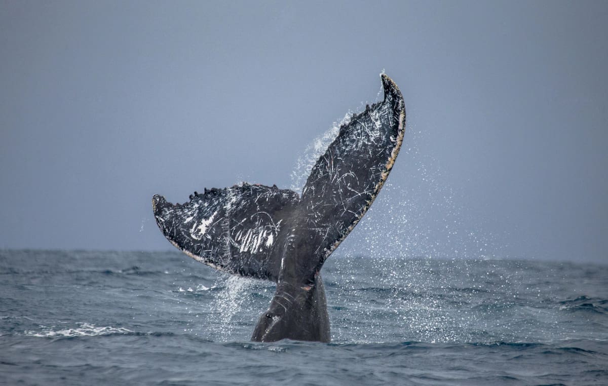 Ballena jorobada. Foto: Depositphotos / gentileza WCS Argentina