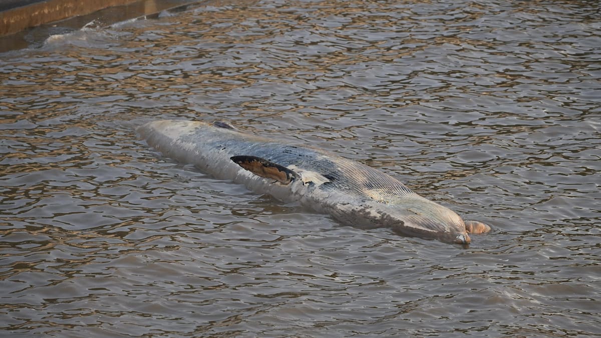 Ballena muerta en Costanera Norte.