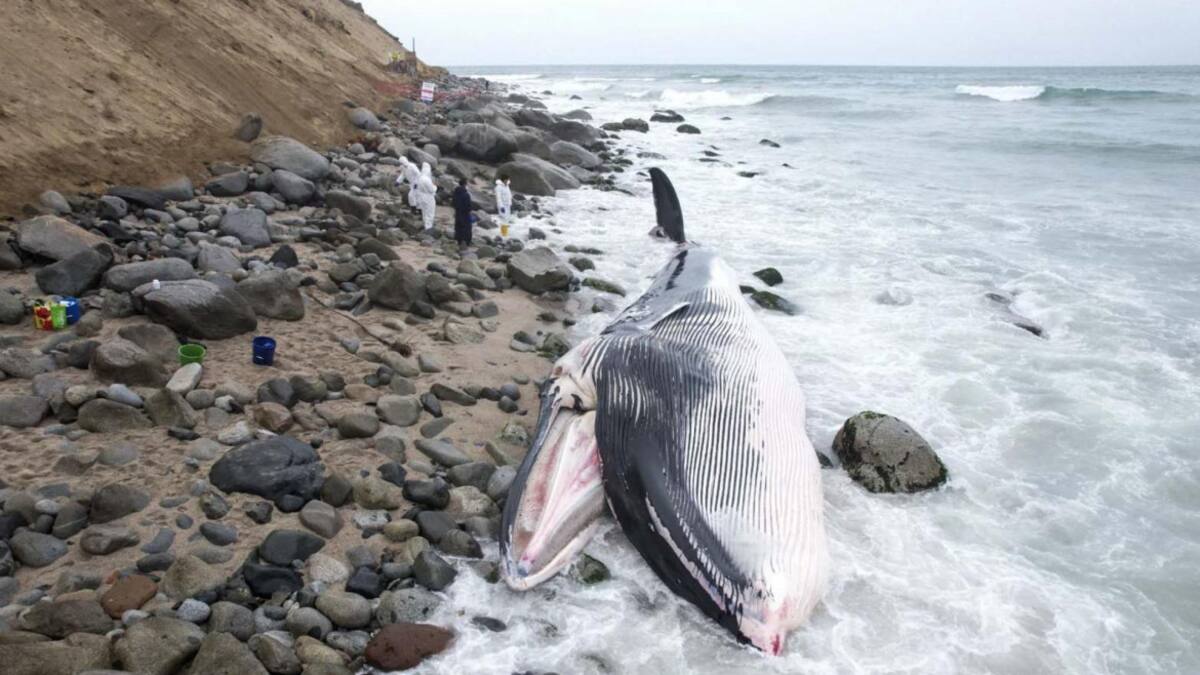 Ballena muerta en Perú. Foto: EFE.