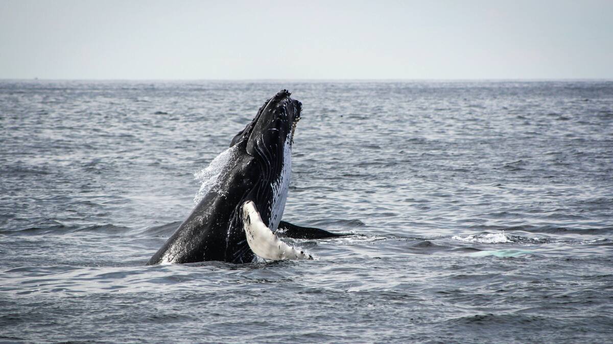 Ballena rorcual común, la segunda más grande detrás de la ballena azul. Foto: Unsplash