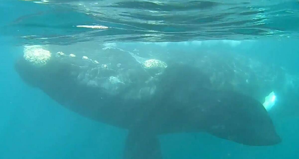 Ballenas en Puerto Madryn. Foto: captura Ruptly.