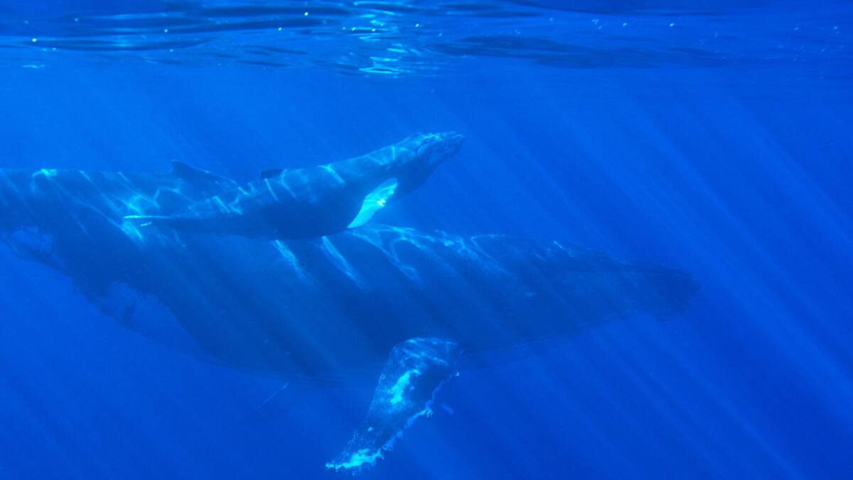 Ballenas. Foto: Unsplash