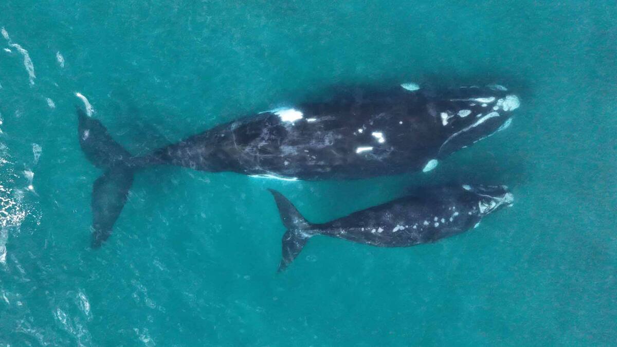 Ballenas. Fuente: Instituto de Conservación de Ballenas (ICB)