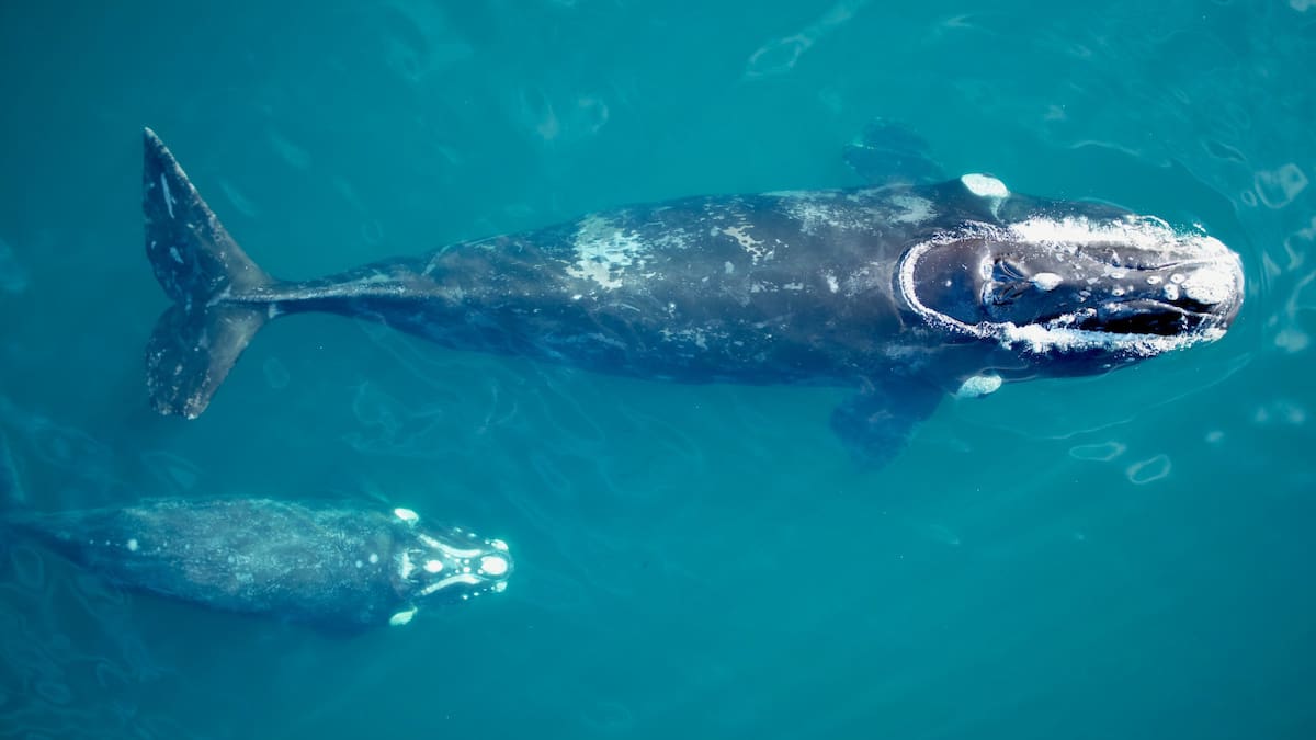 Ballenas. Fuente: Instituto de Conservación de Ballenas (ICB)