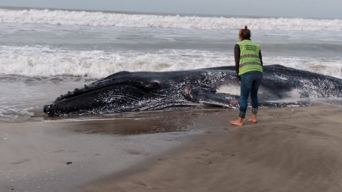 Ballenas jorobadas muertas. Foto: redes sociales