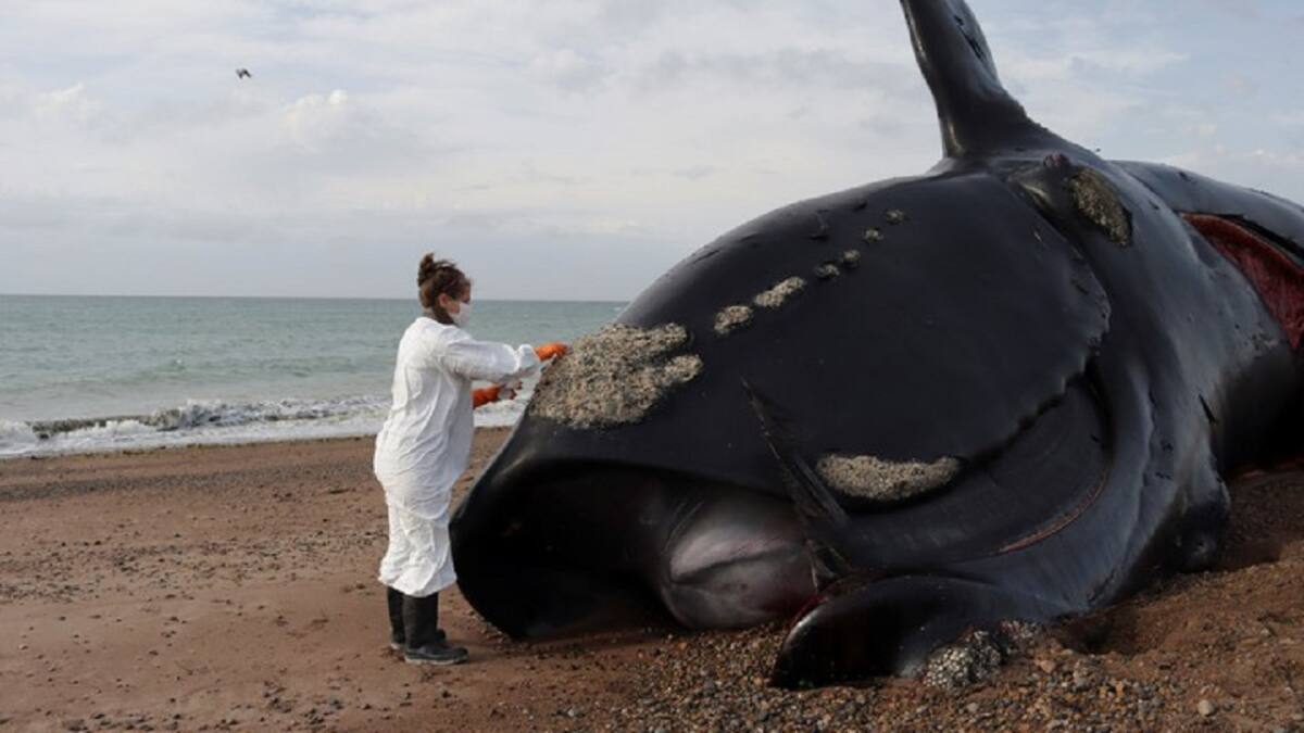 Ballenas muertas en las costas de Península Valdés, en Chubut. Foto: X/PerezzzzJuli