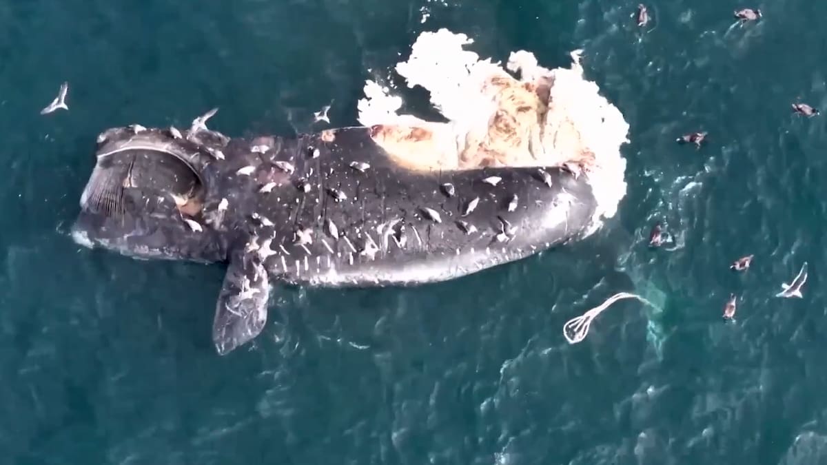 Ballenas muertas en Puerto Madryn.