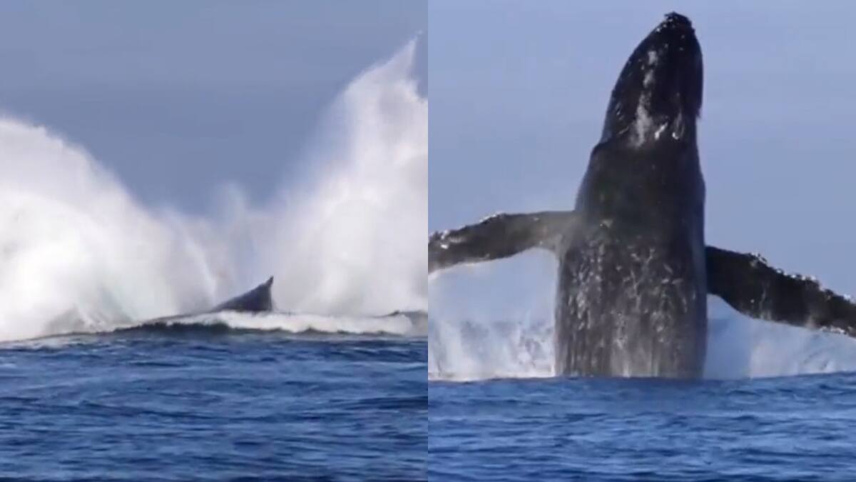 Ballenas pasaron por Uruguay. Foto: captura video Twitter/DoctorKruz.