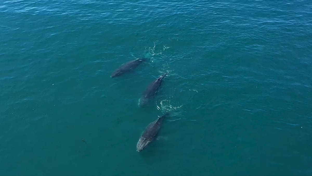 Ballenas. Foto: Rewilding Argentina