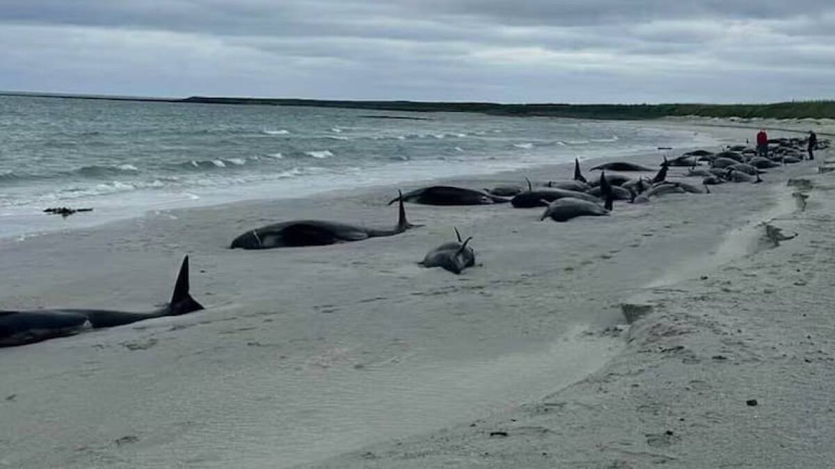 Encuntran al menos 77 ballenas varadas en Escocia. Foto X.