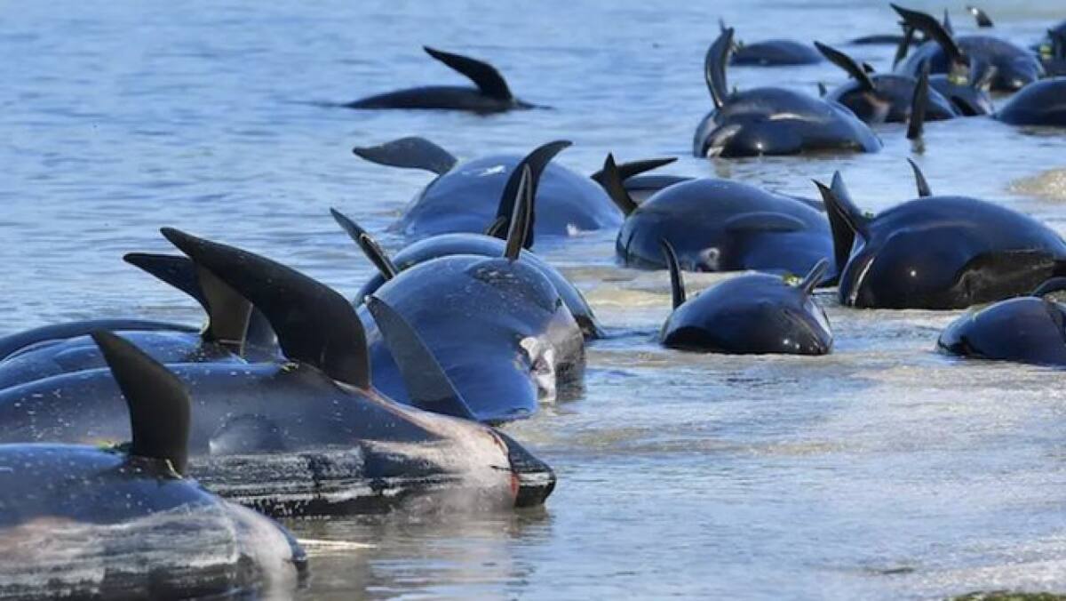 Ballenas varadas en Escocia. Foto X.