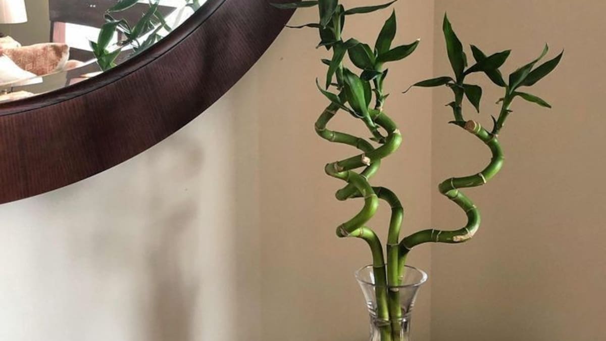 El bambú atrae suerte: cuántos tallos hay que poner según el Feng Shui para atraer el amor y la fortuna