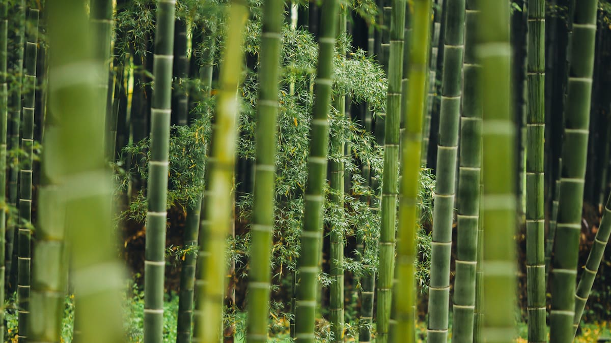 Bambú. Foto: Unsplash