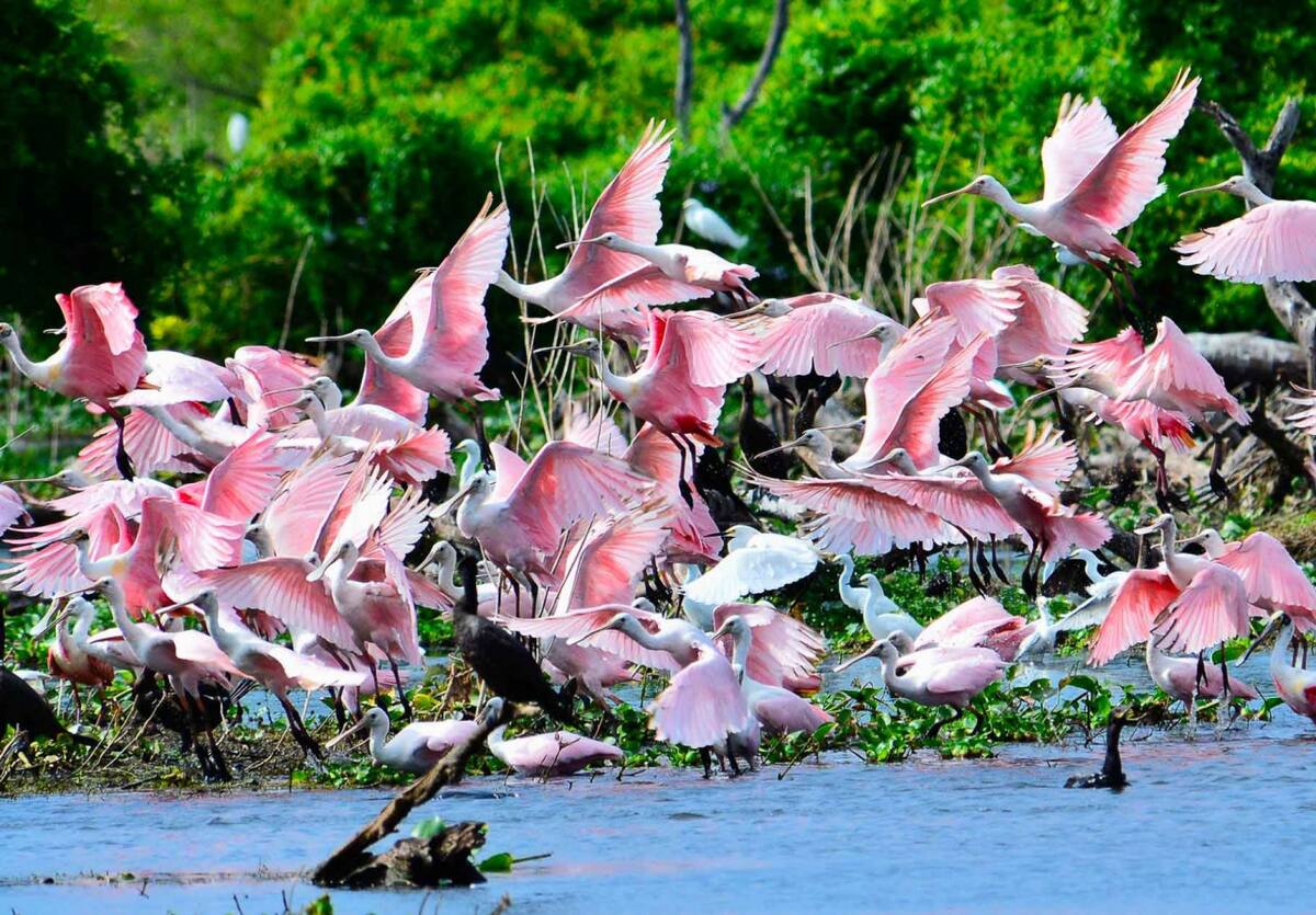 Bañado La Estrella, Formosa. Foto larutanatural.gob.ar