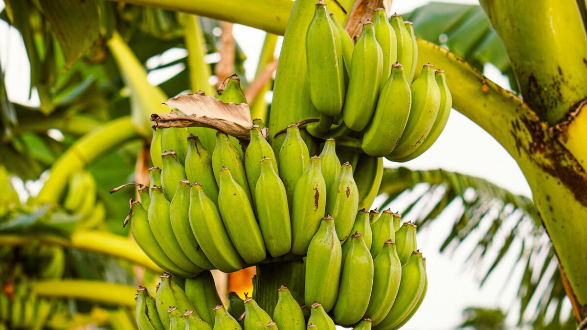 Banana. Foto: Unsplash.