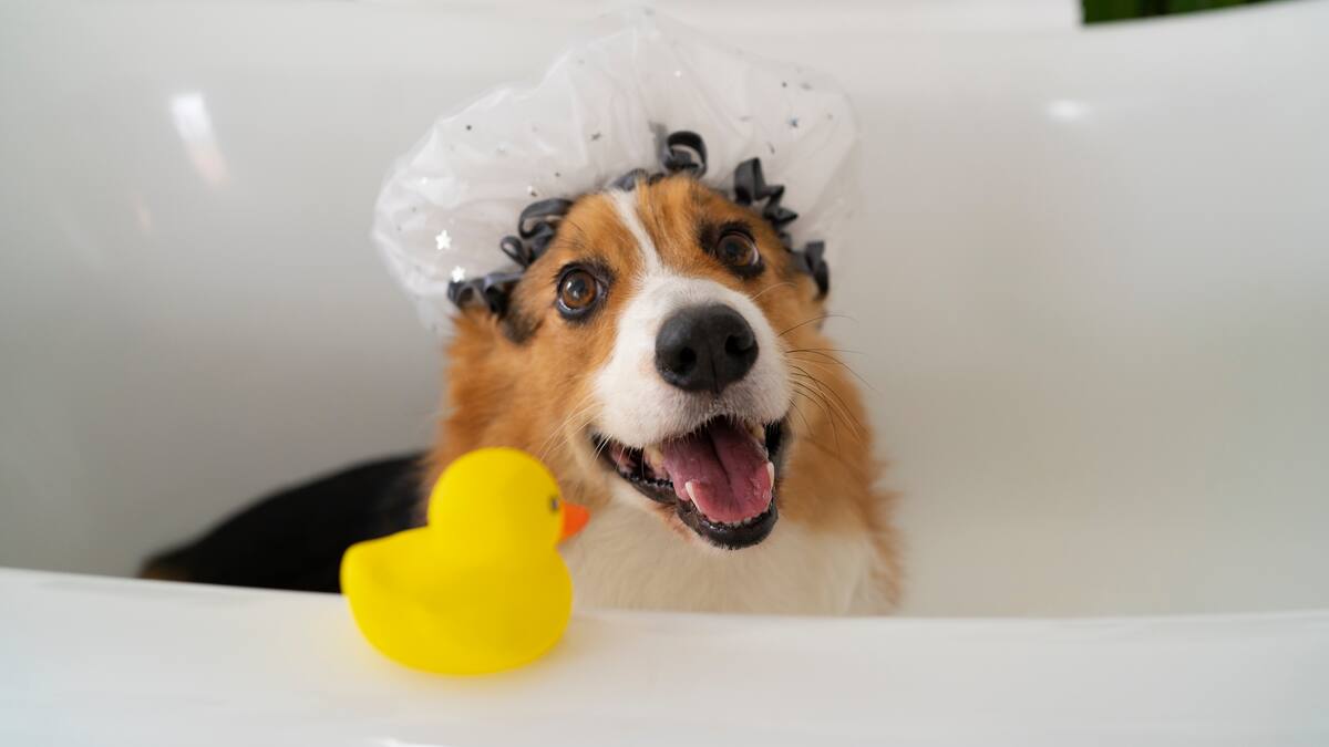 Baño, perro.