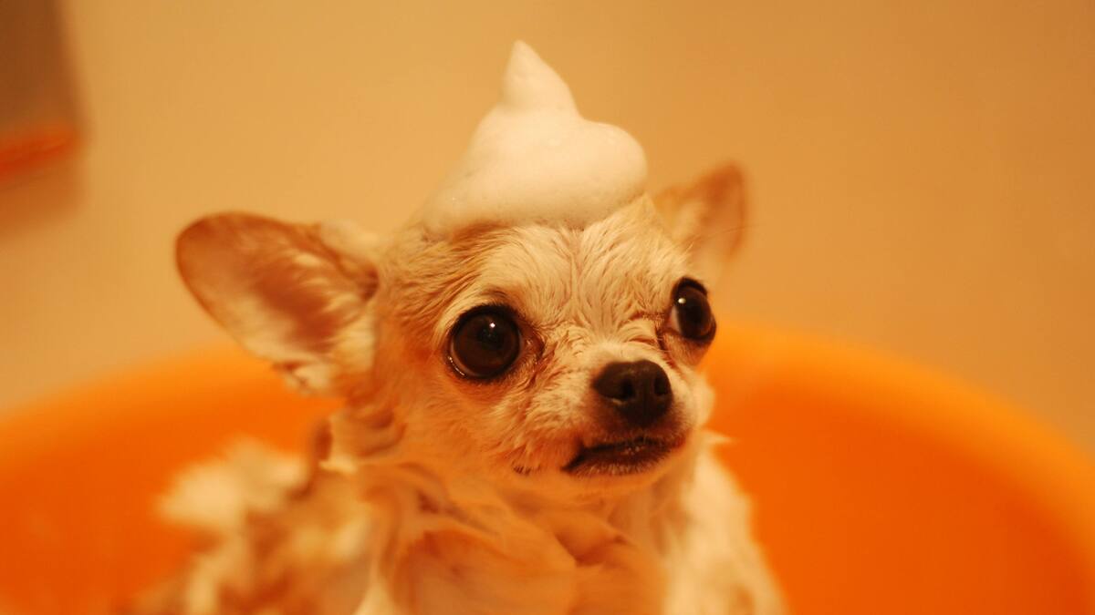Cuál es el mejor shampoo según la raza de tu perro